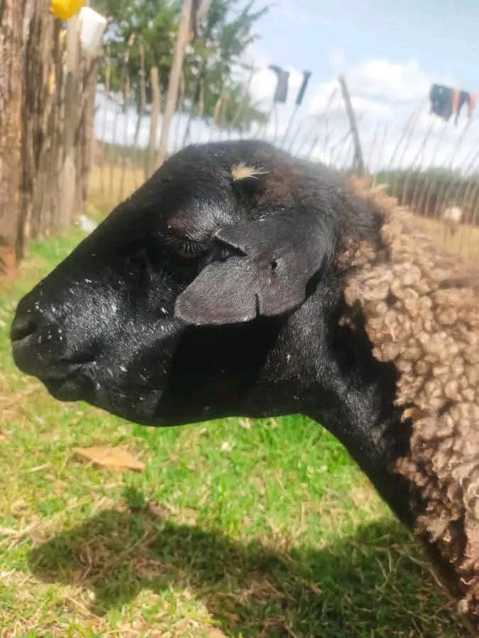 Bottle Jaw in Livestock