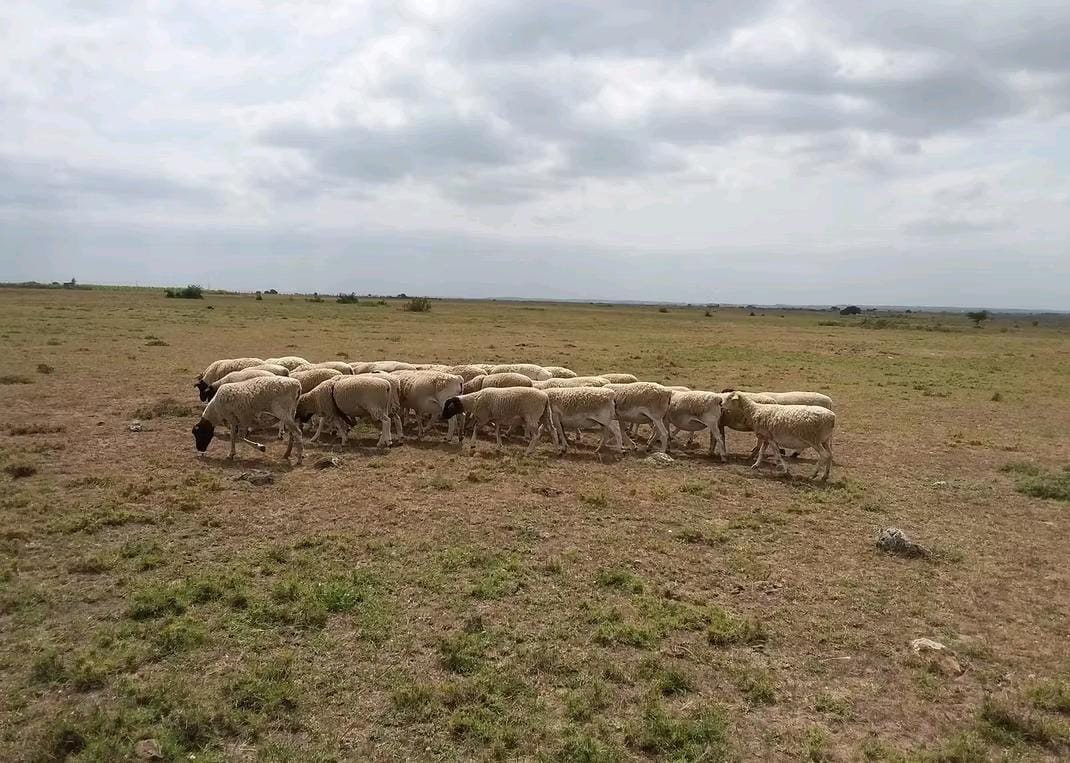 Dorper Sheep Carousel