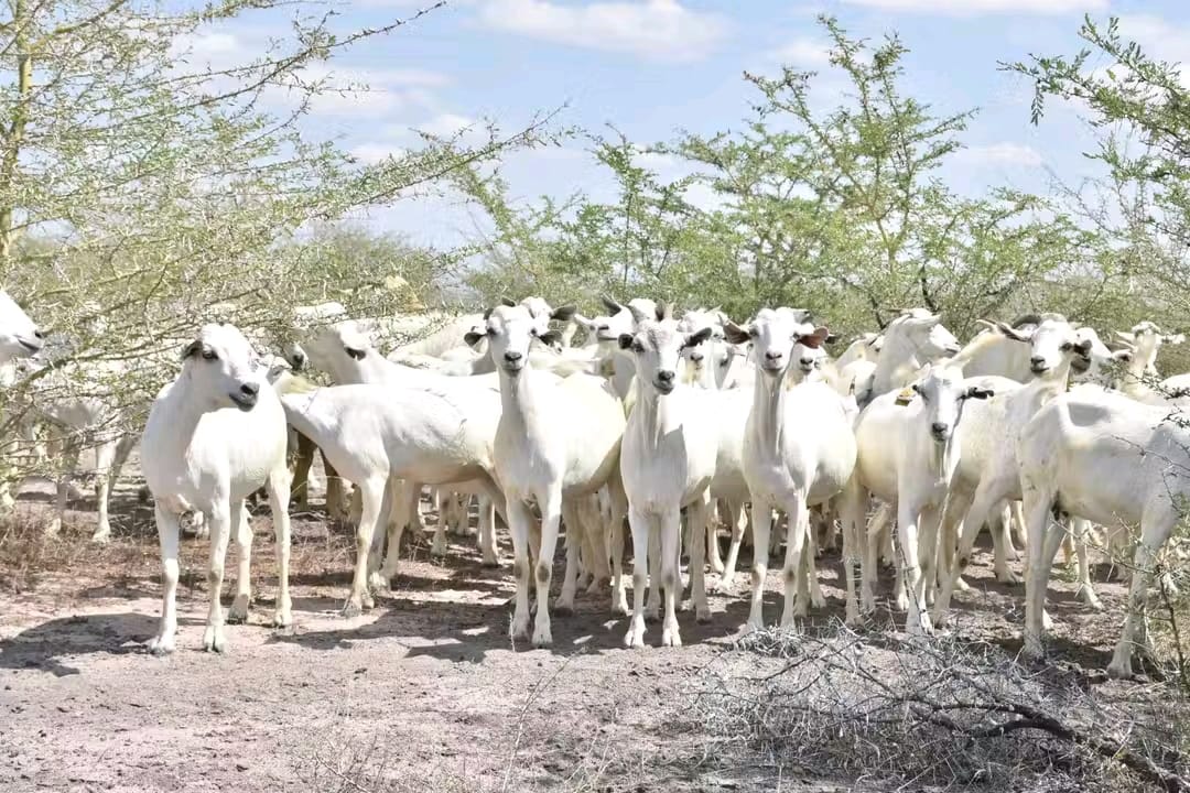 Galla Goats Carousel