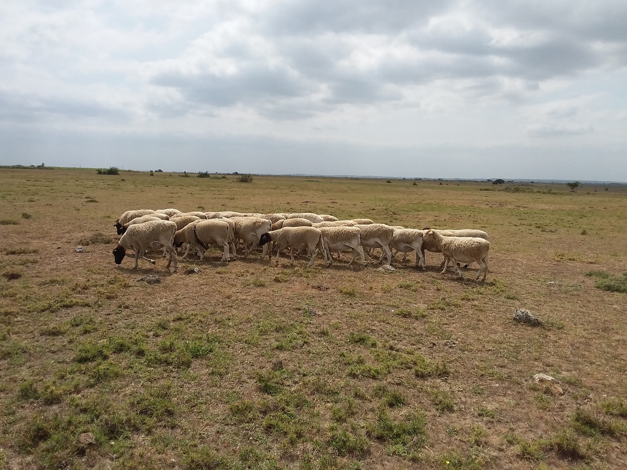 Raising Dorper Sheep