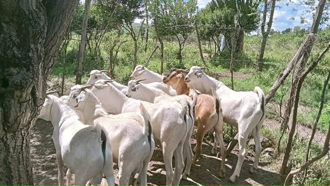 Galla Goats