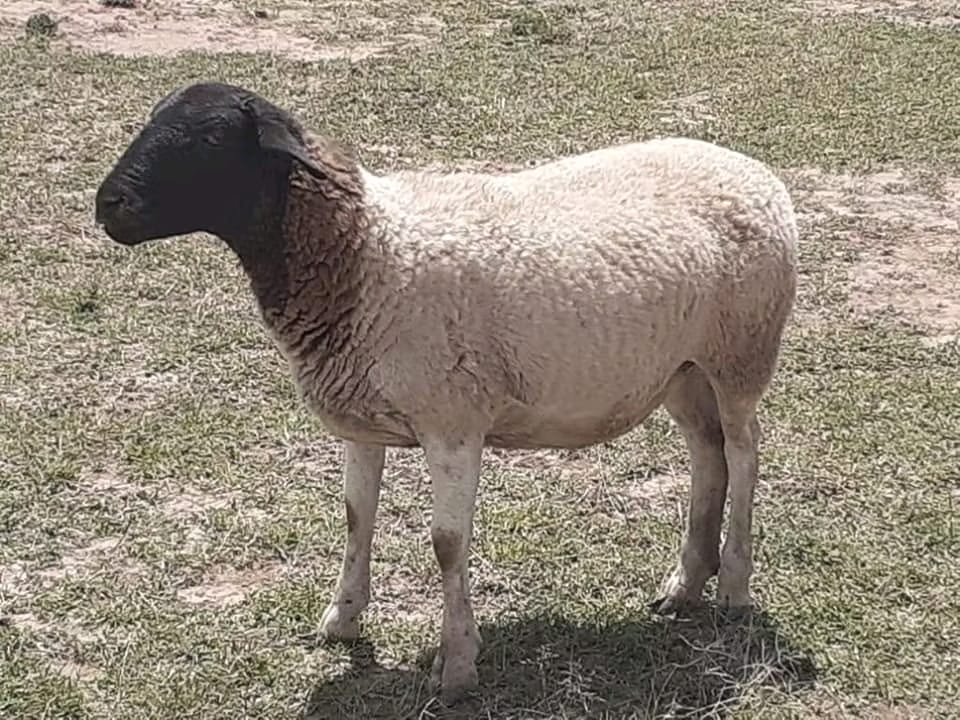 Dorper Ewe