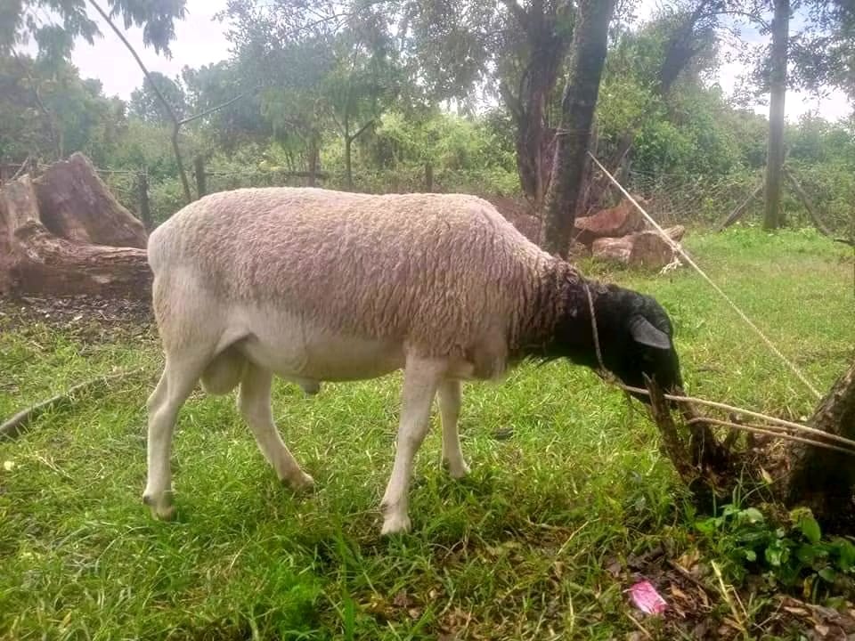 Dorper Ram