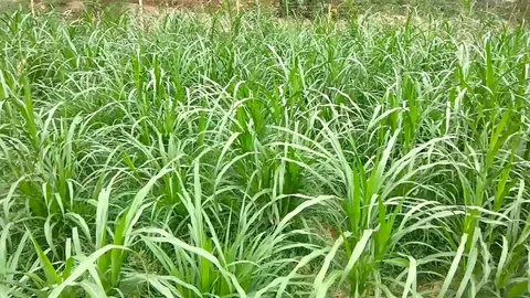 Napier Grass