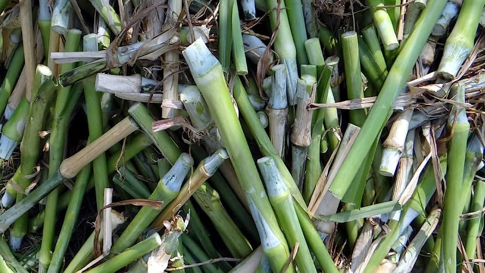 Napier Grass
